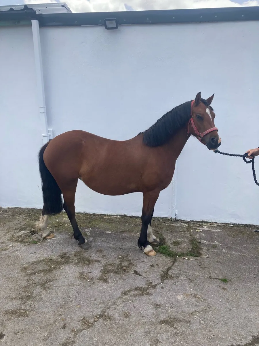 Welsh pony in foal - Image 4