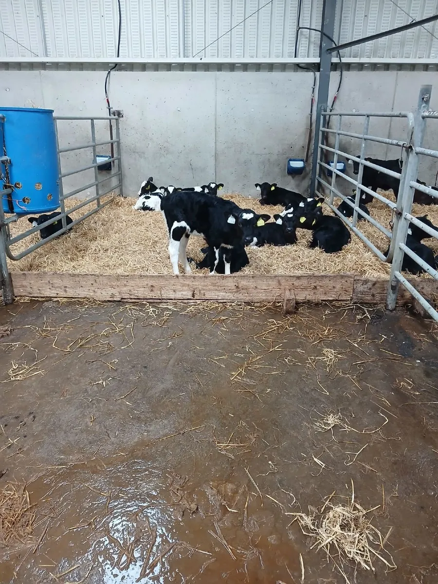 Freisan heifer calves - Image 2