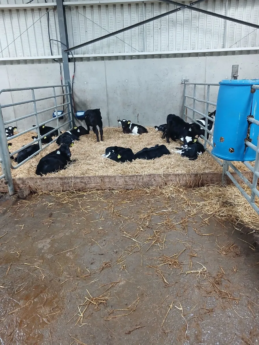 Freisan heifer calves - Image 3