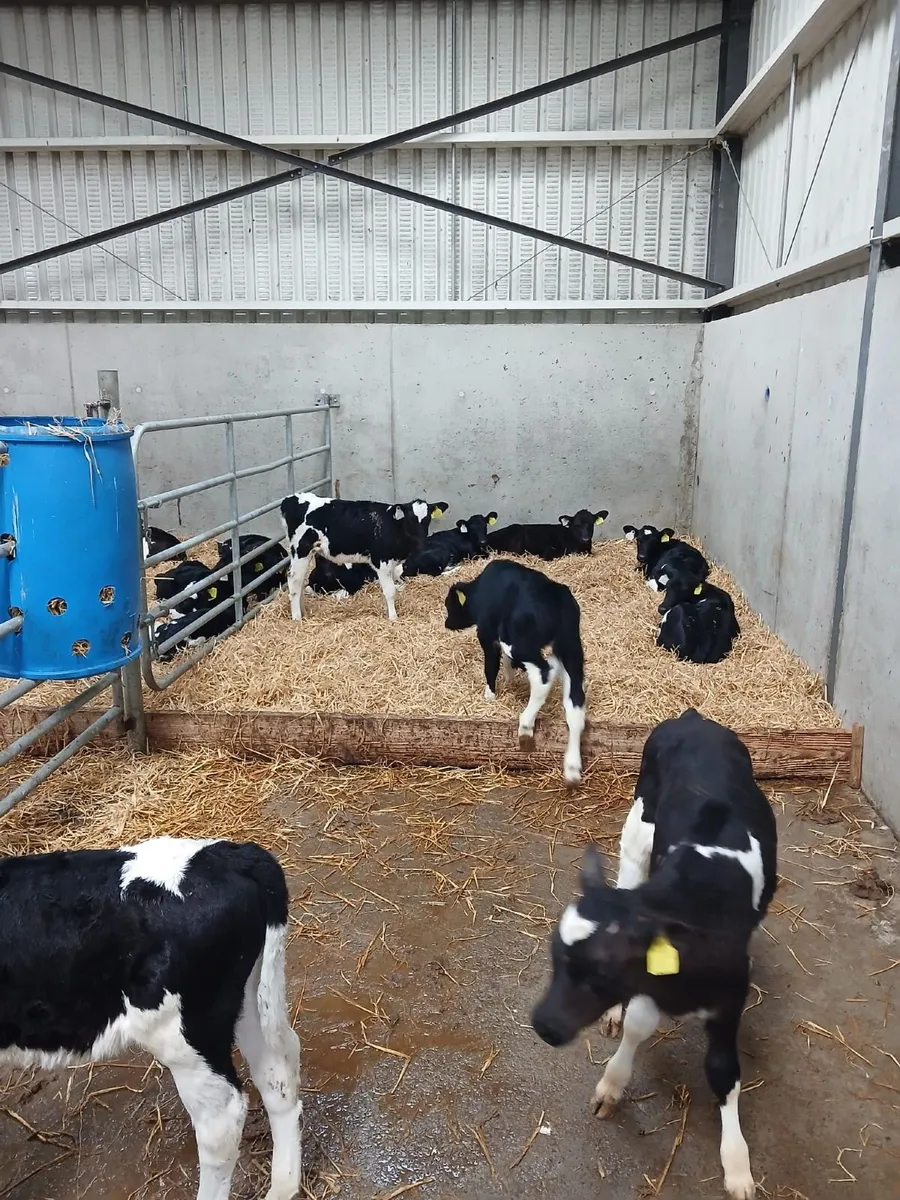 Freisan heifer calves - Image 1
