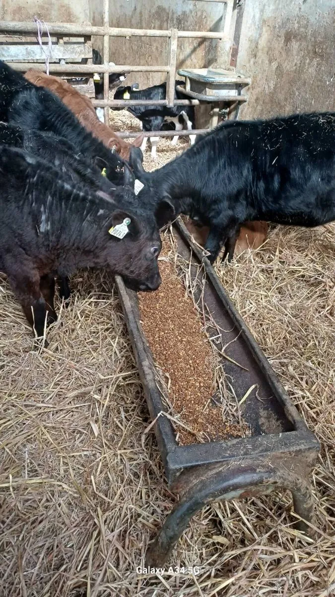 Angus heifers - Image 3