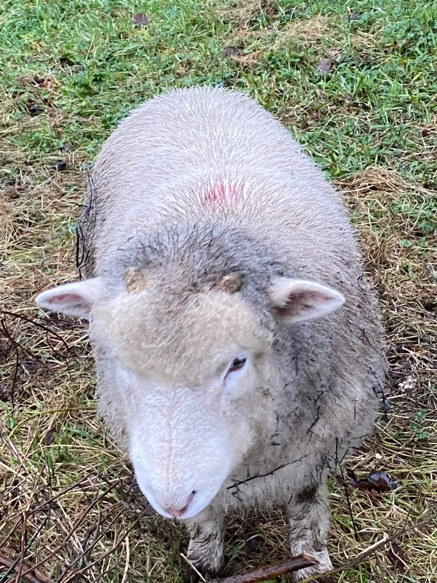 Dorset Ram - Image 1