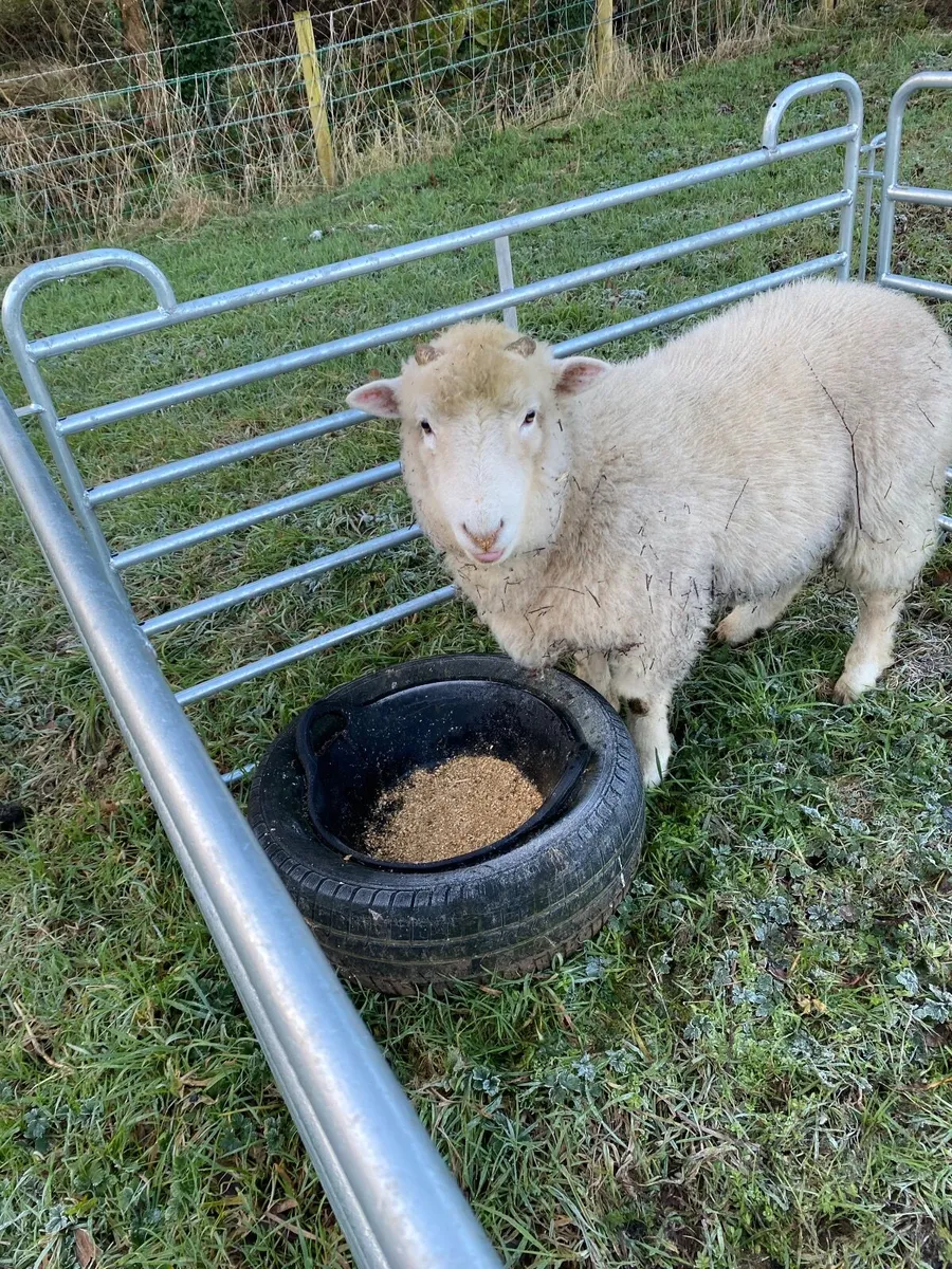 Dorset Ram - Image 2