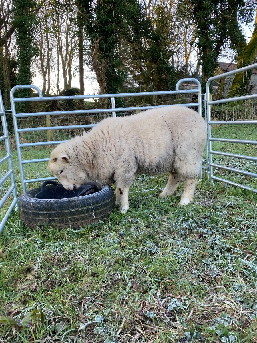 Dorset Ram - Image 3