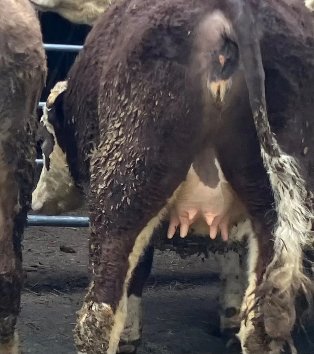 In-calf Heifers - Image 2