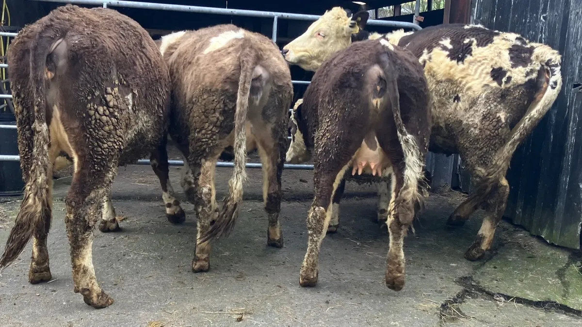 In-calf Heifers - Image 1