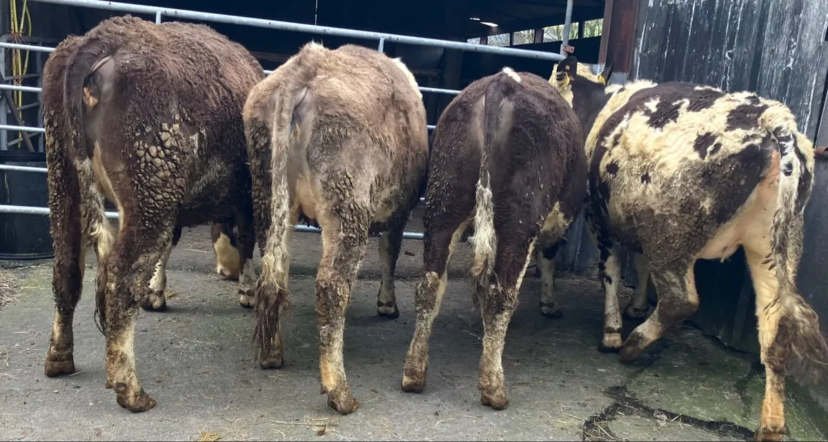 In-calf Heifers - Image 3