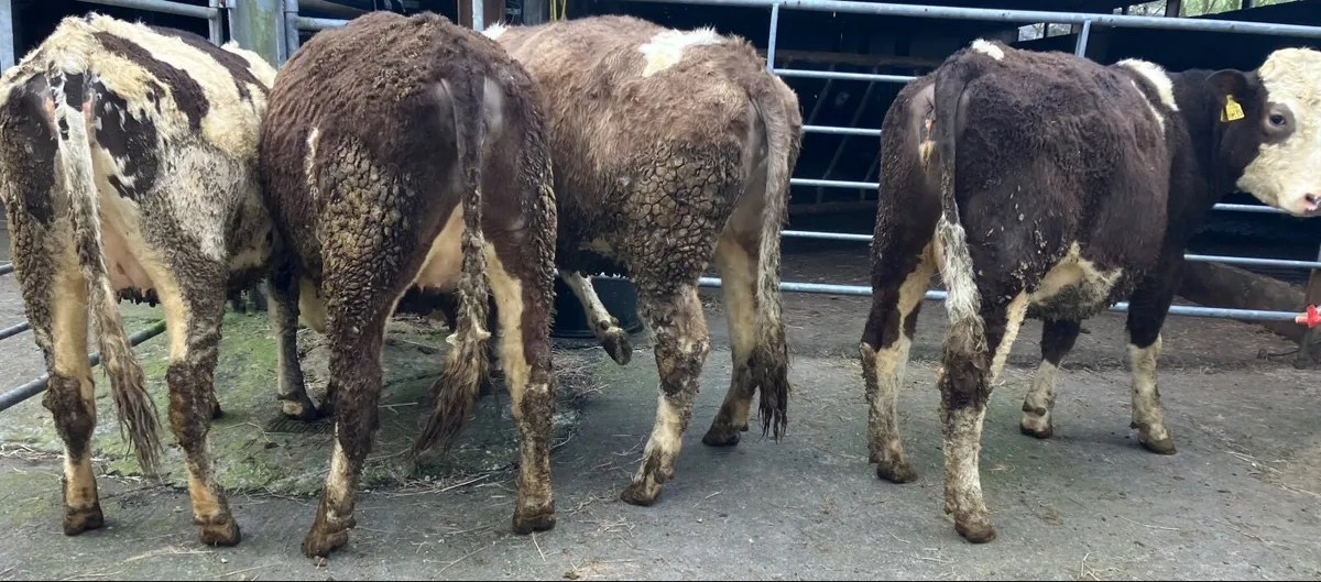 In-calf Heifers - Image 4
