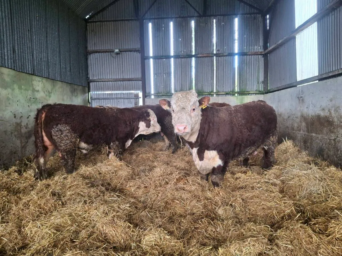 Hereford Bulls - Image 1