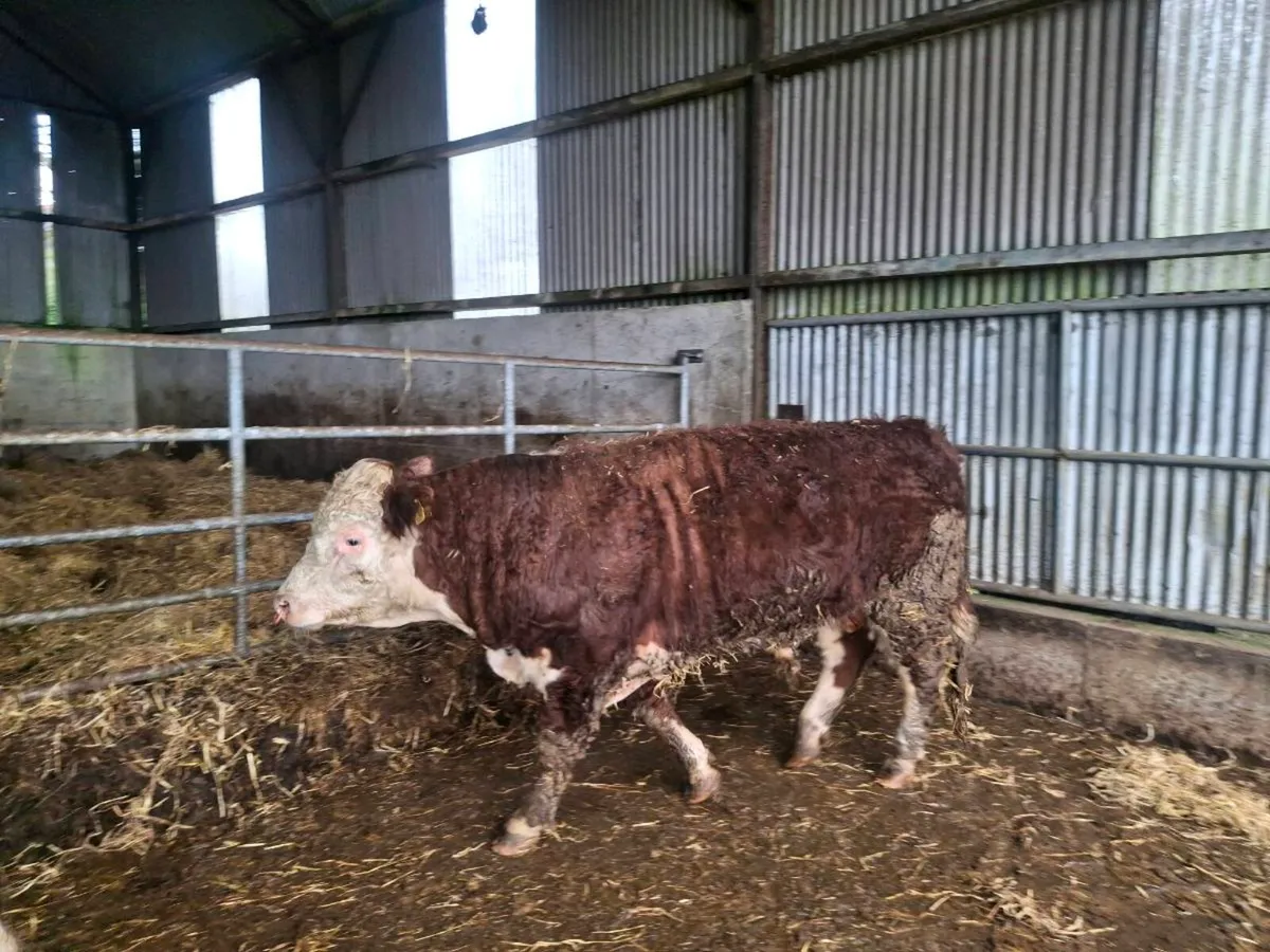 Hereford Bulls - Image 2