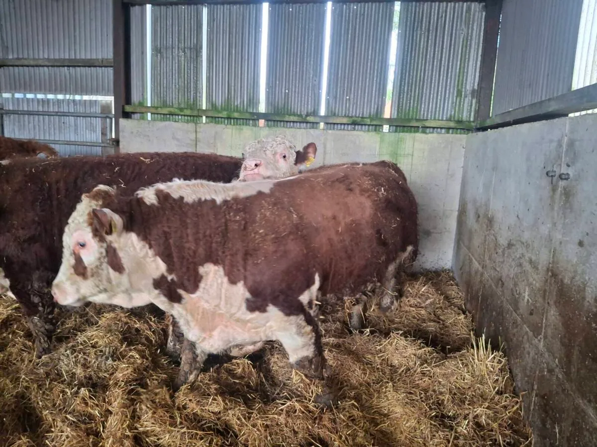 Hereford Bulls - Image 3