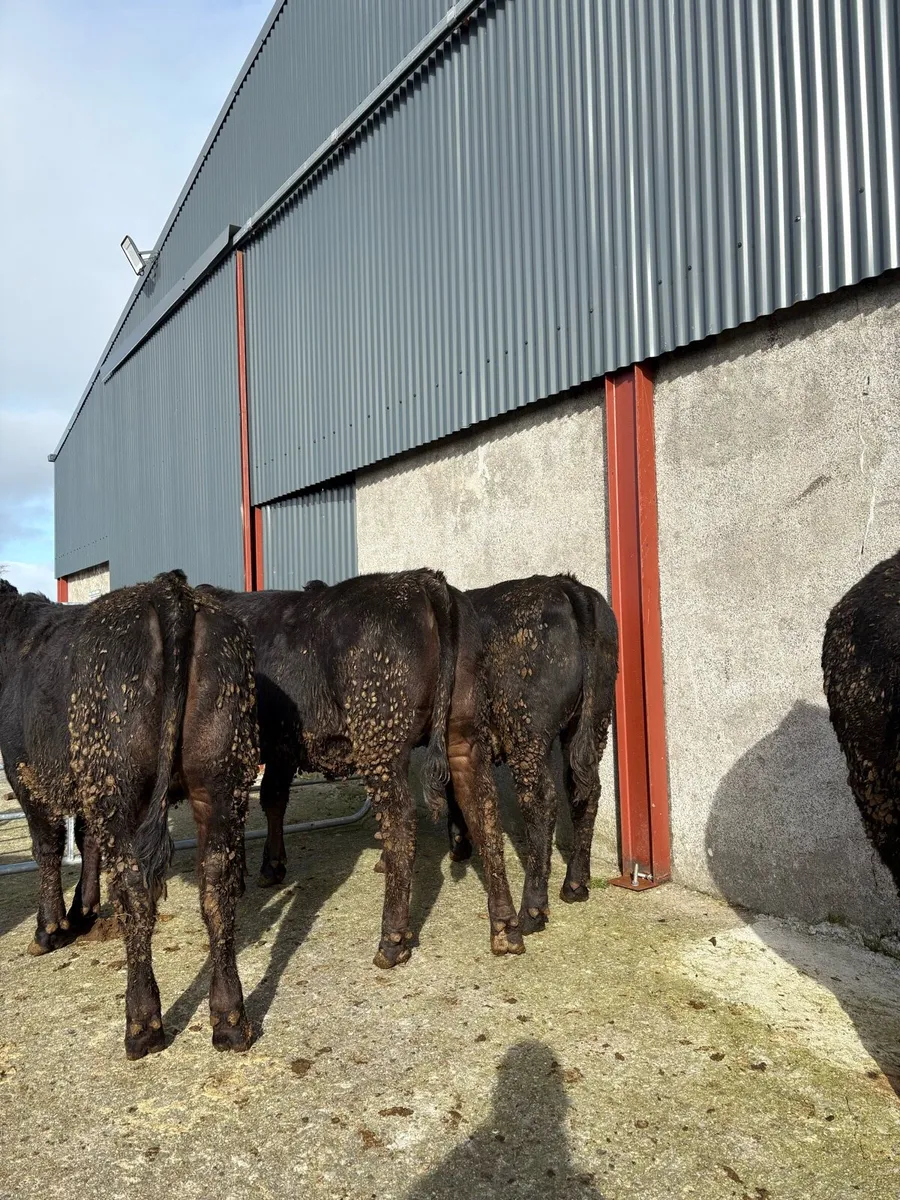 5 x lmx heifers 375kgs 2025 - Image 1