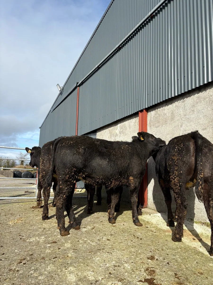 5 x lmx heifers 375kgs 2025 - Image 3