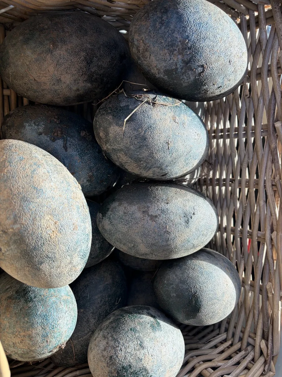 Emu eggs