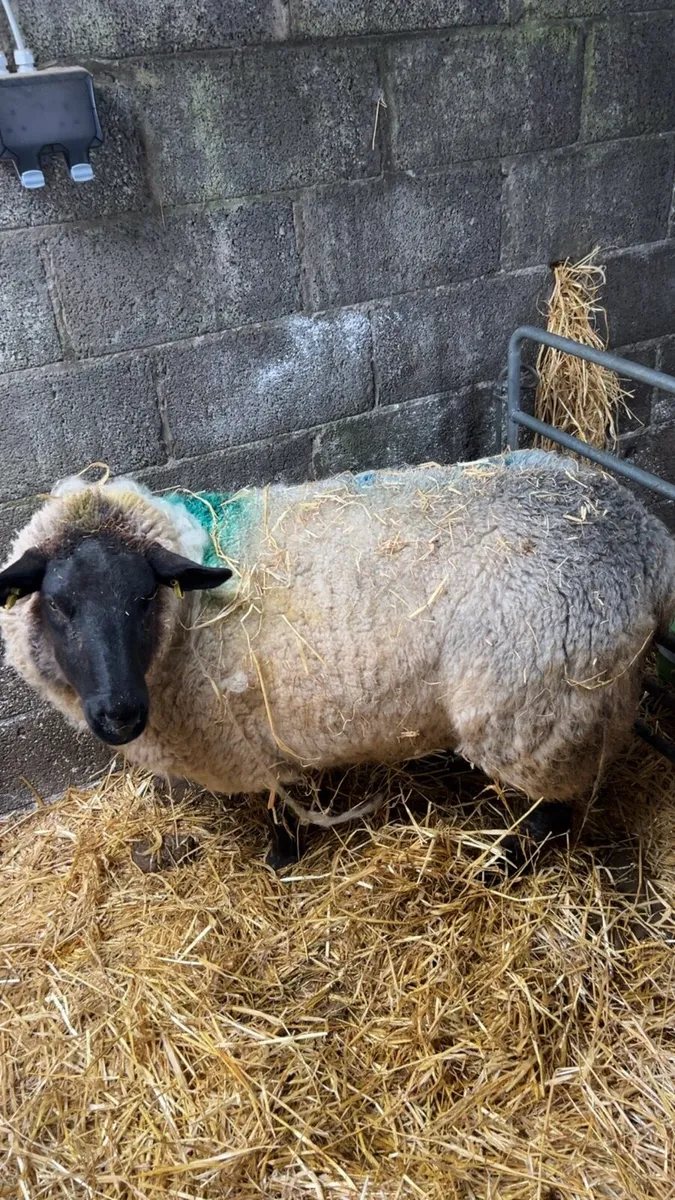 Suffolk x foster ewe - Image 1