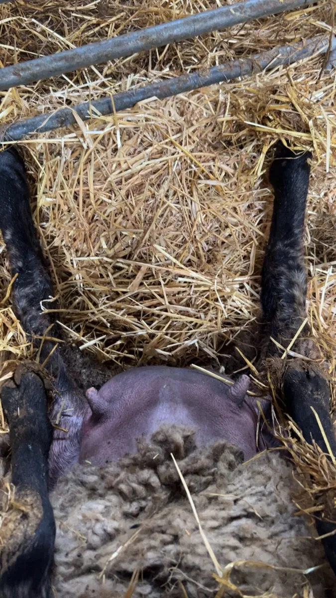 Suffolk x foster ewe - Image 2