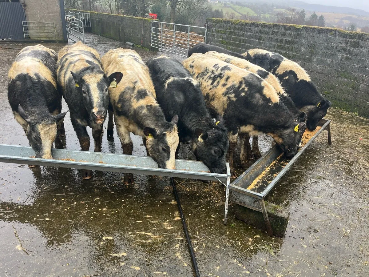 ⭐️8 super weanling heifers ⭐️ - Image 1
