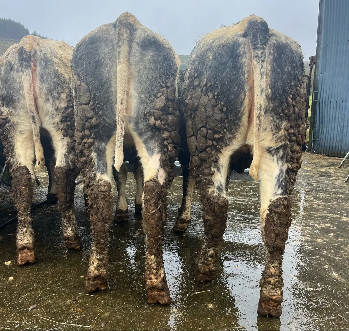 ⭐️8 super weanling heifers ⭐️ - Image 2