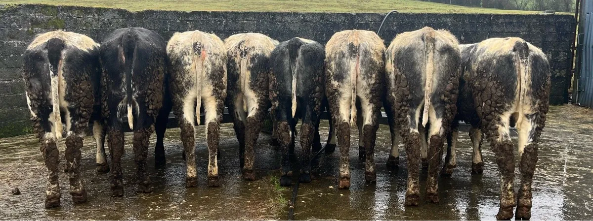 ⭐️8 super weanling heifers ⭐️ - Image 3