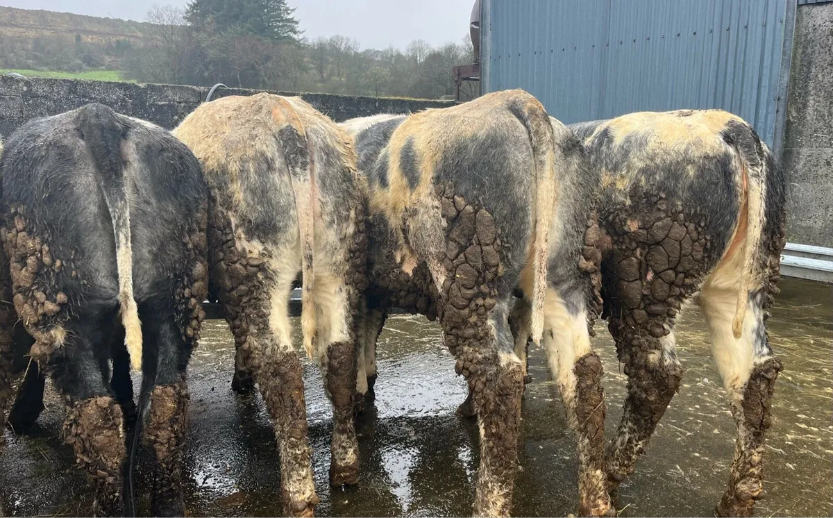 ⭐️8 super weanling heifers ⭐️ - Image 4