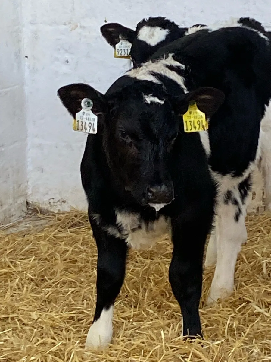2 EXCEPTIONAL QUALITY BELGIUM BLUE HEIFER CALVES - Image 1