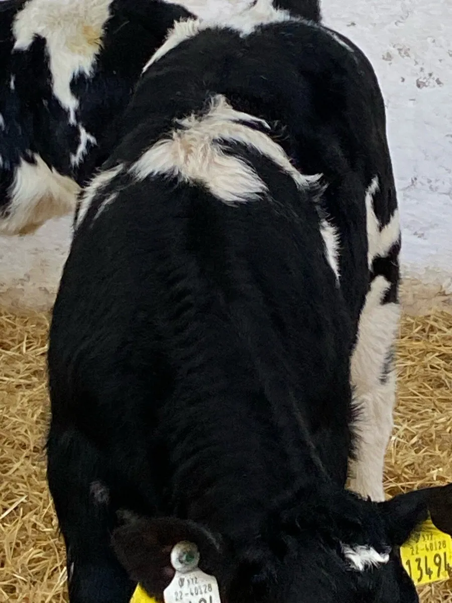 2 EXCEPTIONAL QUALITY BELGIUM BLUE HEIFER CALVES - Image 2