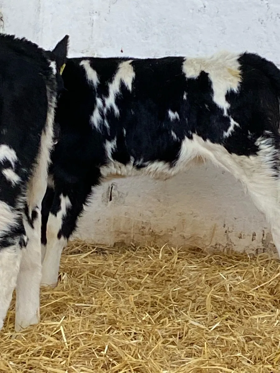 2 EXCEPTIONAL QUALITY BELGIUM BLUE HEIFER CALVES - Image 3