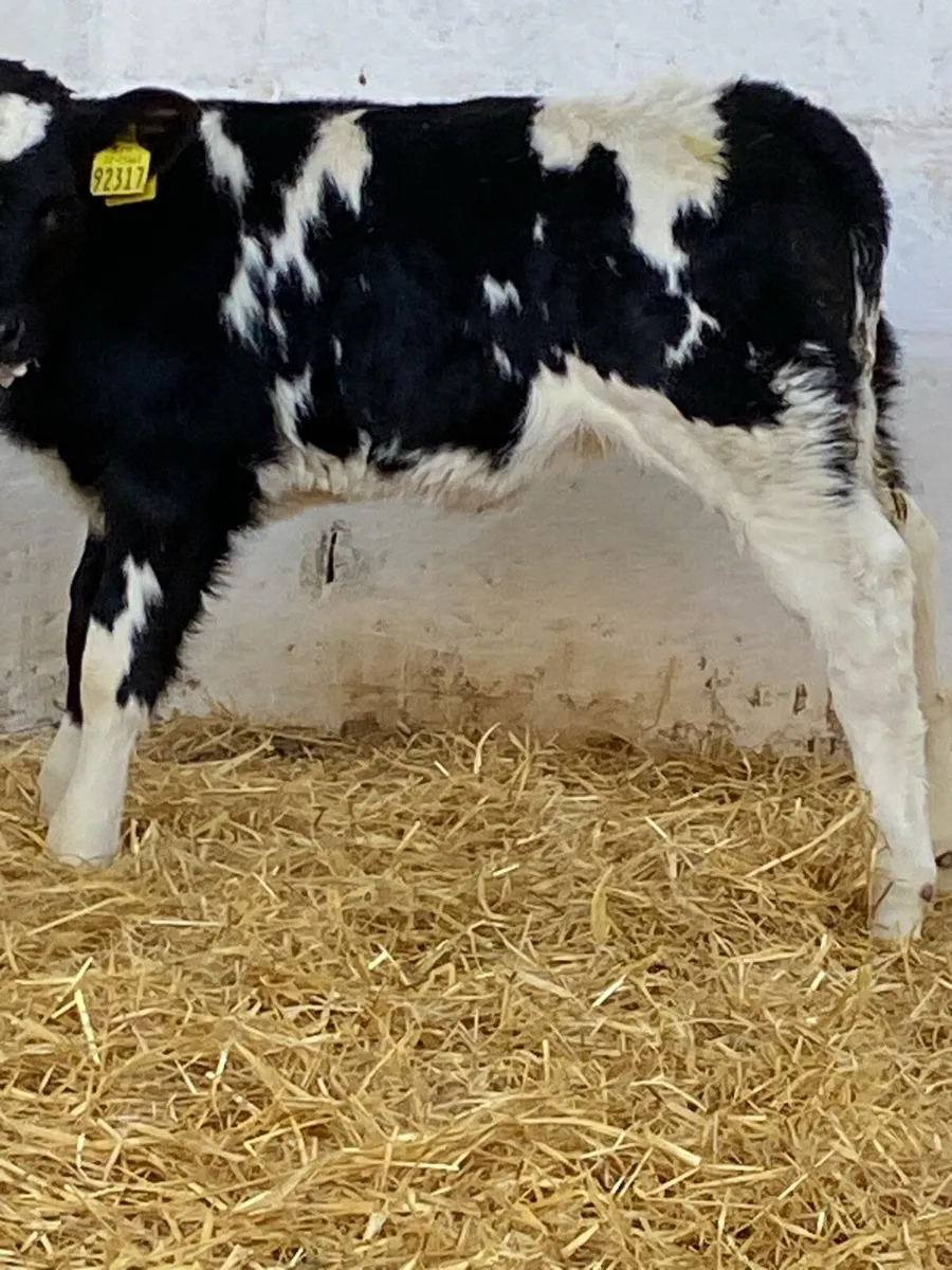 2 EXCEPTIONAL QUALITY BELGIUM BLUE HEIFER CALVES - Image 4