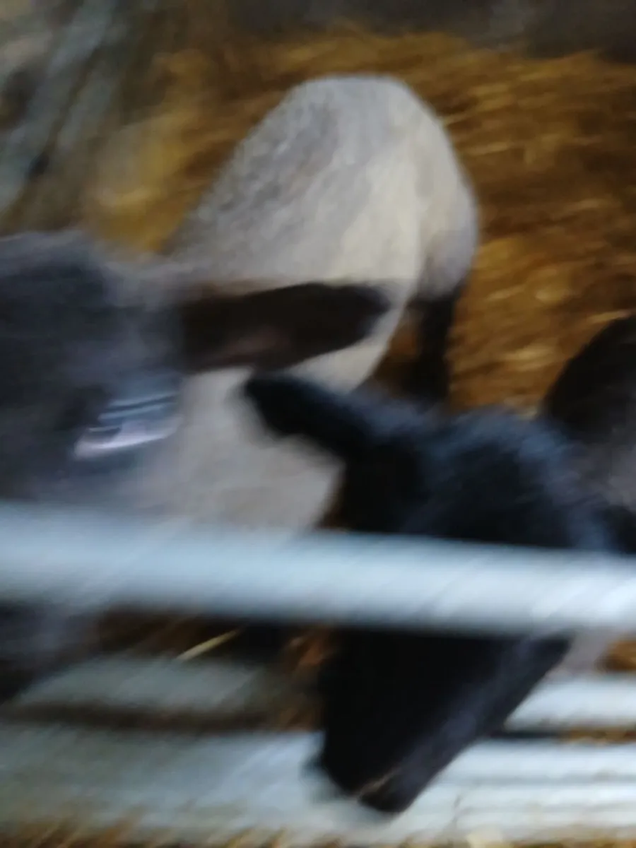 Pet lambs - Image 1