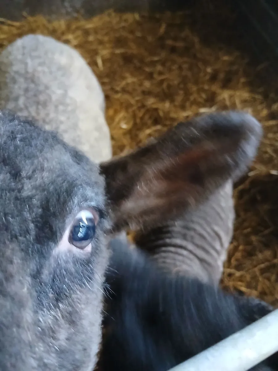 Pet lambs - Image 2