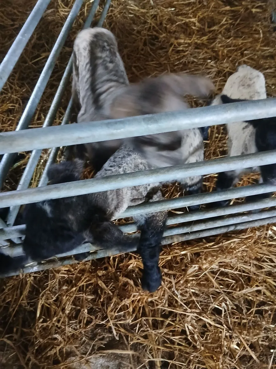 Pet lambs - Image 4