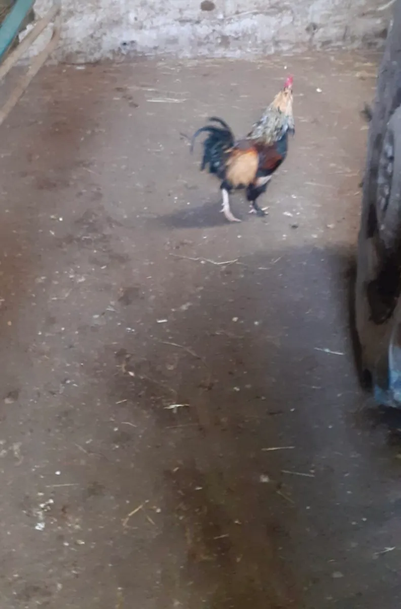Hen and Rooster pair - Image 2