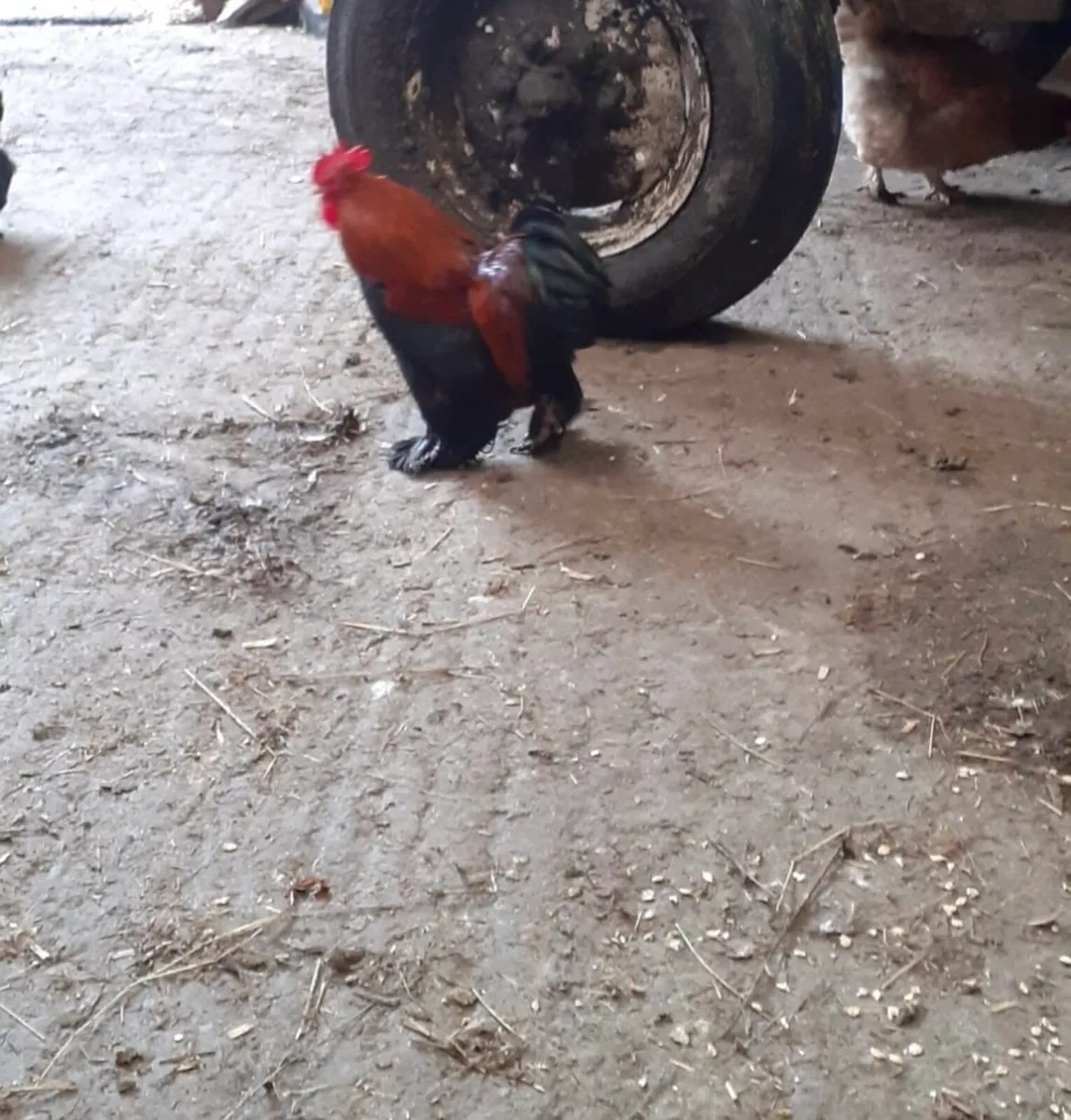 Hen and Rooster pair - Image 3