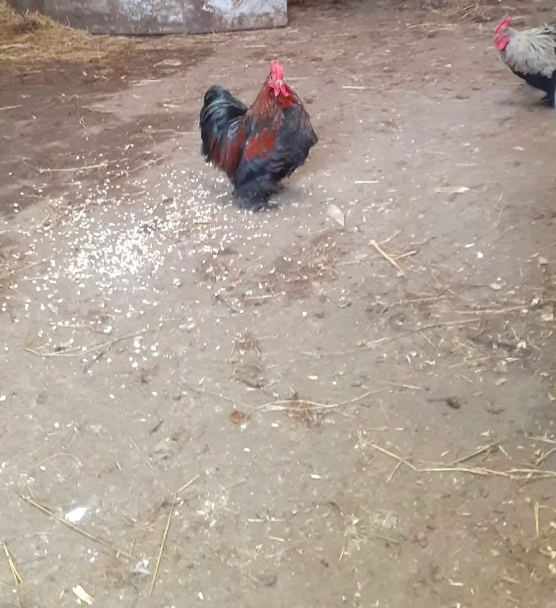 Hen and Rooster pair - Image 4