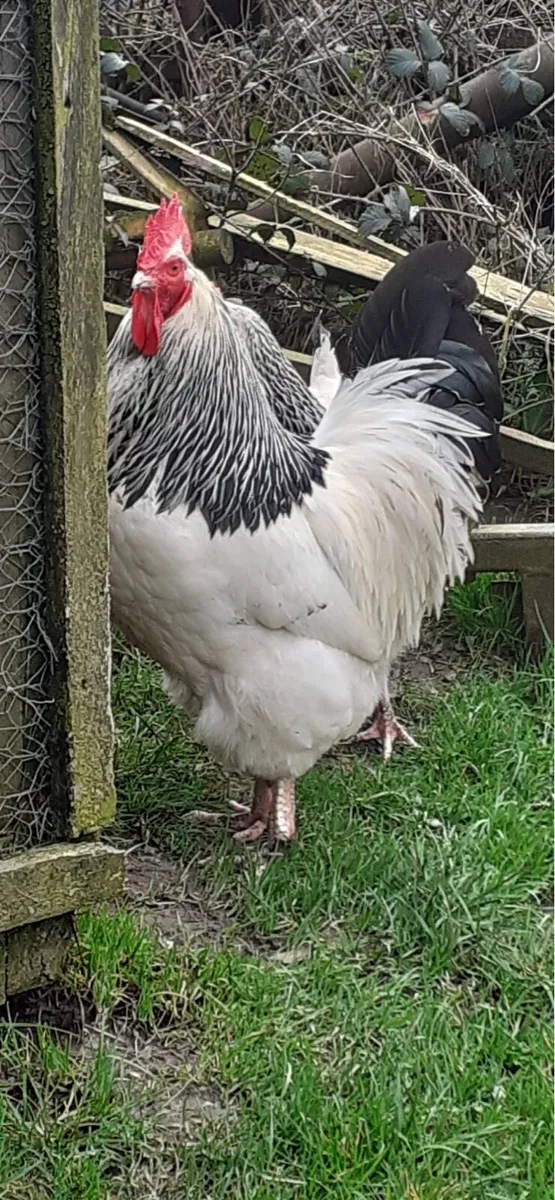 *WANTED* Purebred light Sussex rooster
