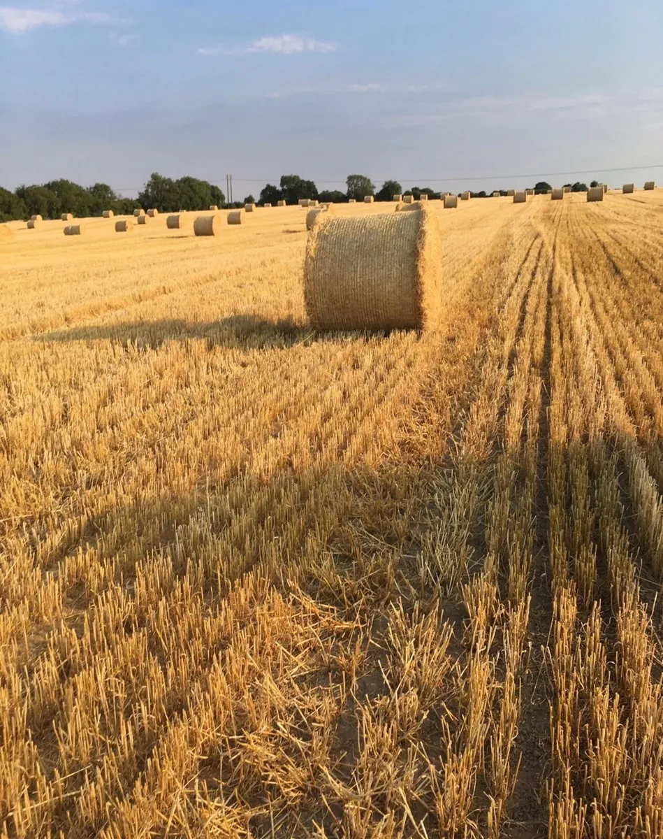 Spring Barley Straw 4x4