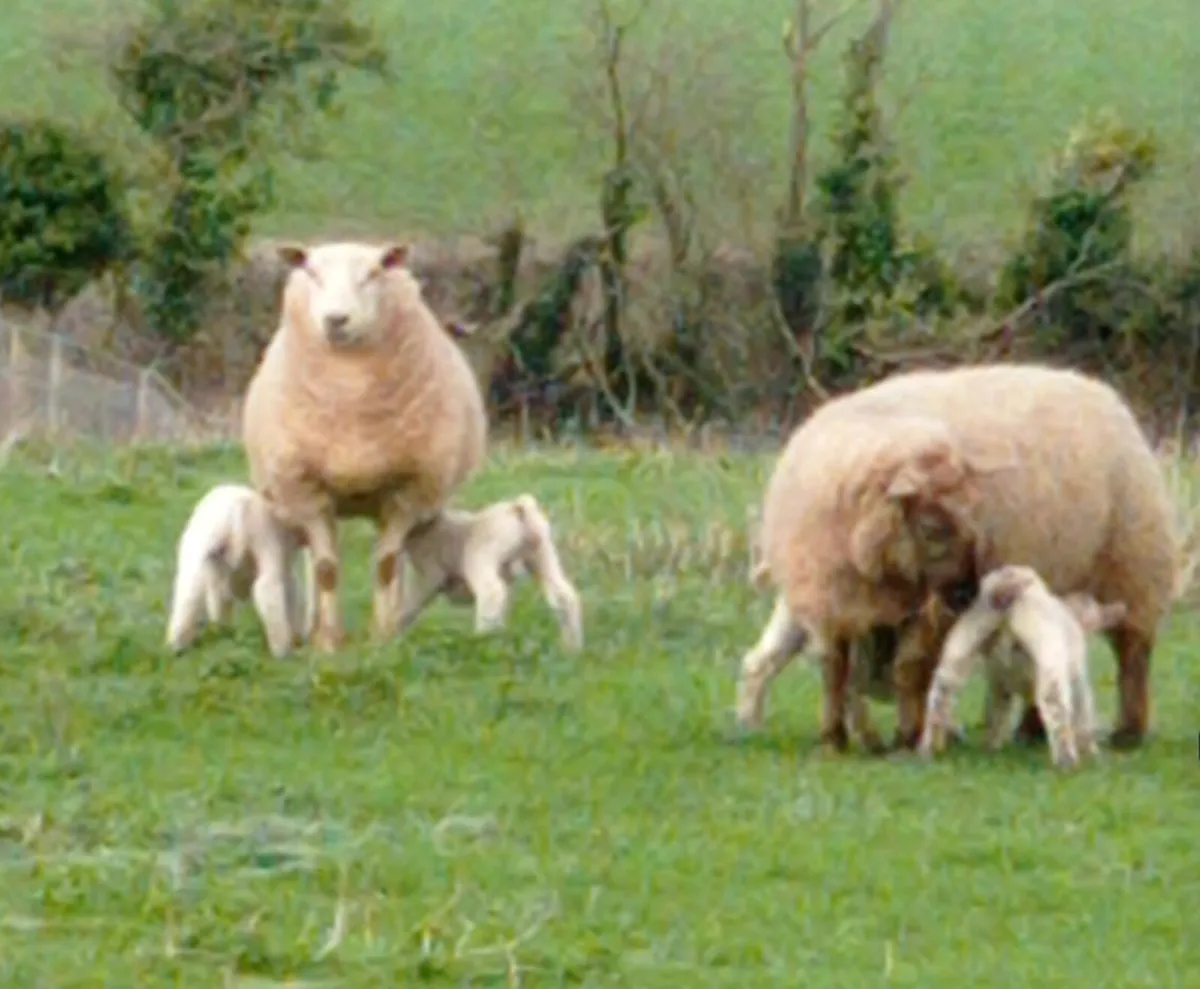 Ewes with Lambs - Image 1