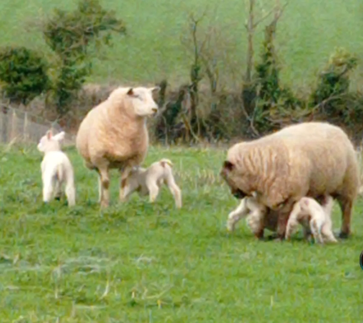 Ewes with Lambs - Image 2