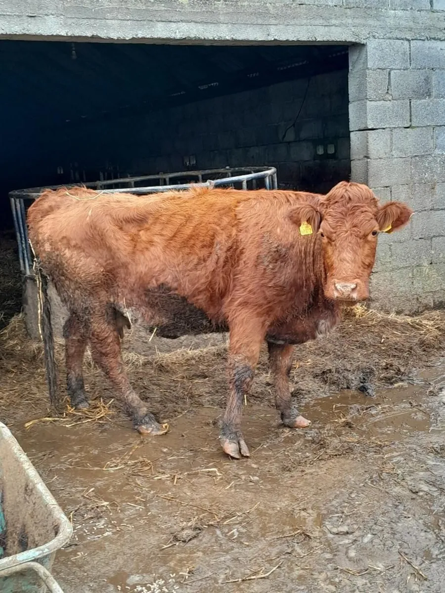 foster cow - Image 1