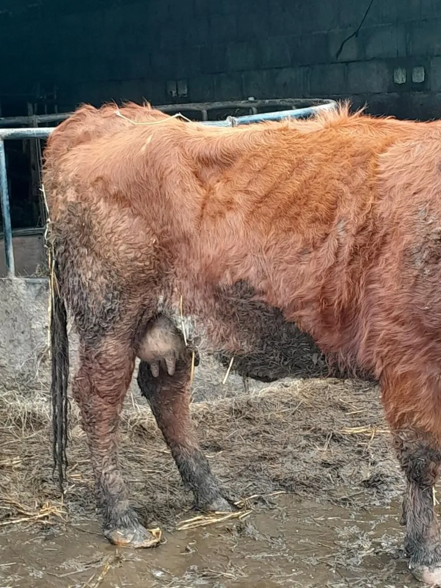 foster cow - Image 2