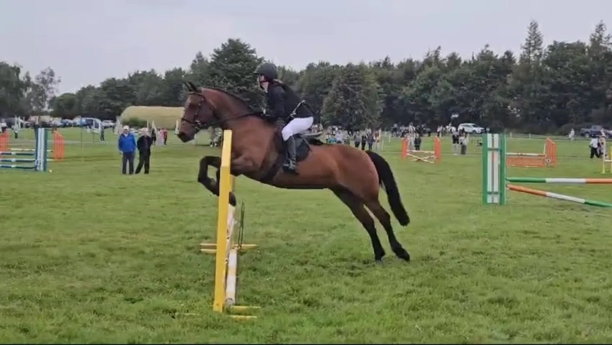 13,2’ Silver Shadow X Mare - Image 3