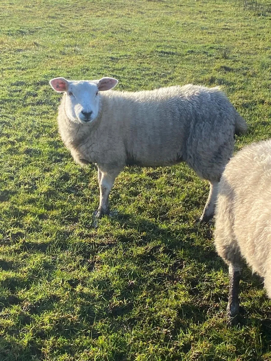 Texel ewe lambs - Image 2