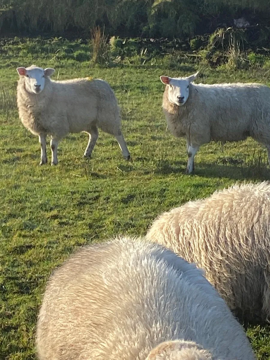 Texel ewe lambs - Image 3