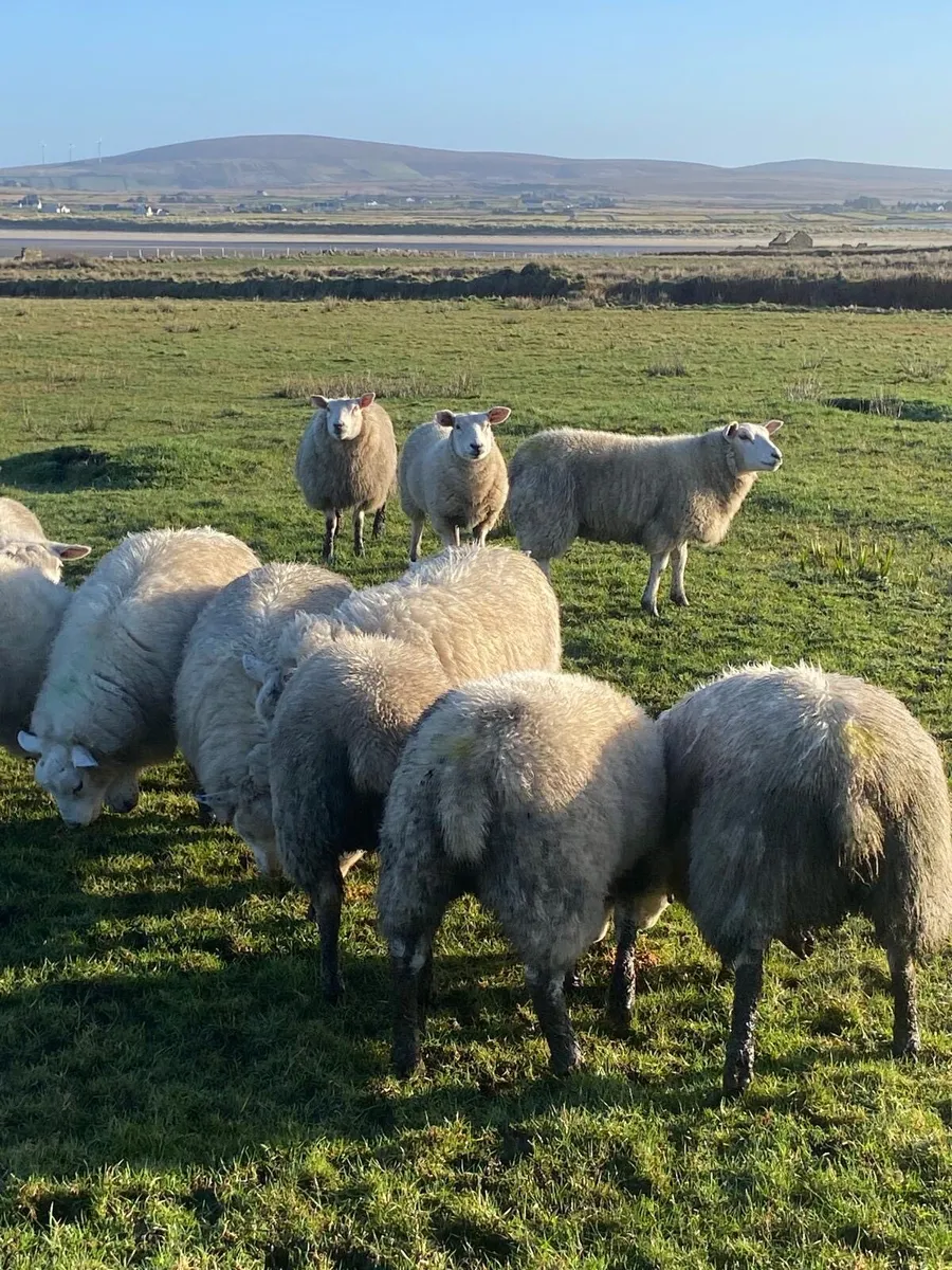 Texel ewe lambs - Image 4