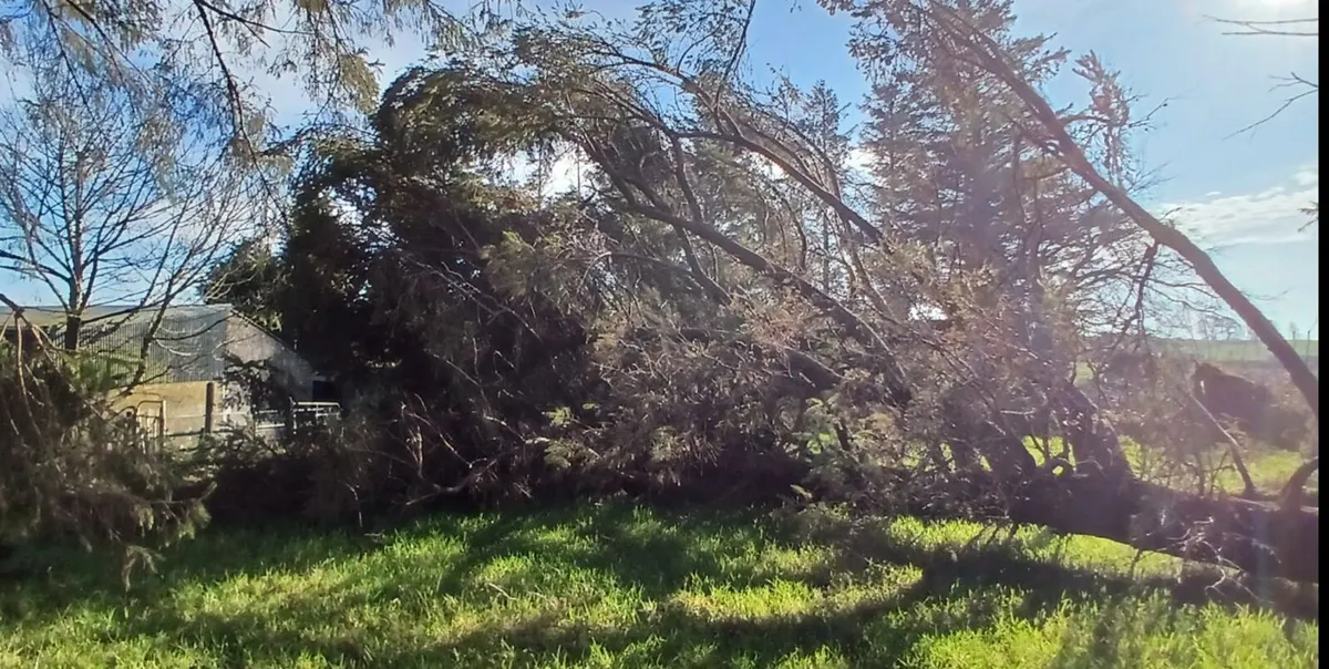 Trees Sitka (3) for Firewood - 200 euro for lot. - Image 3