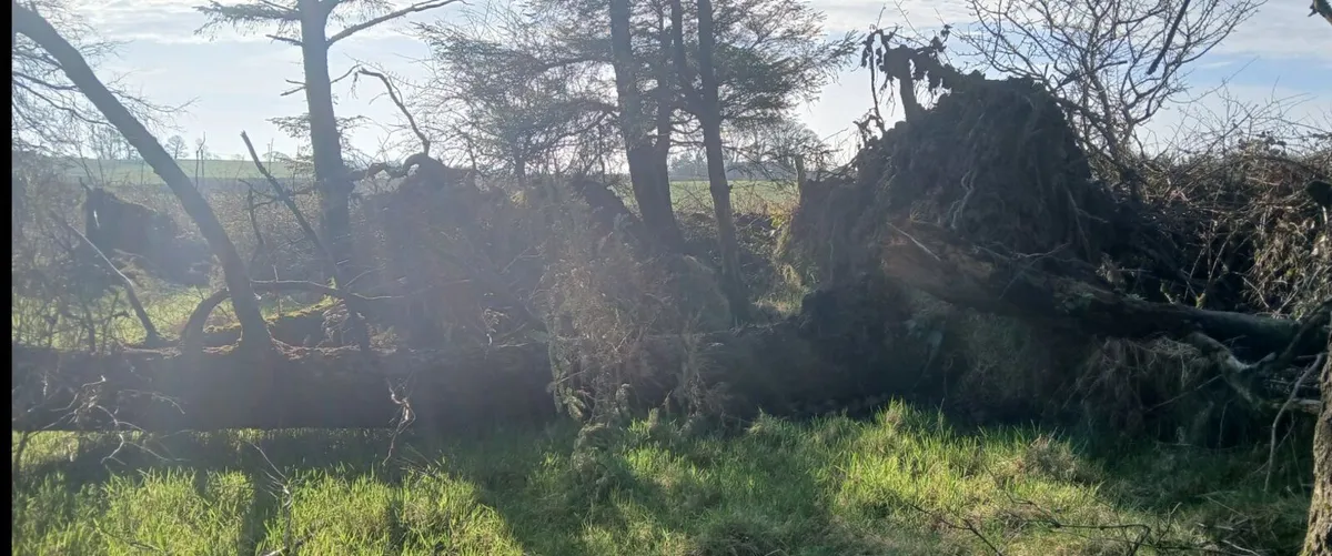 Trees Sitka (3) for Firewood - 200 euro for lot. - Image 2