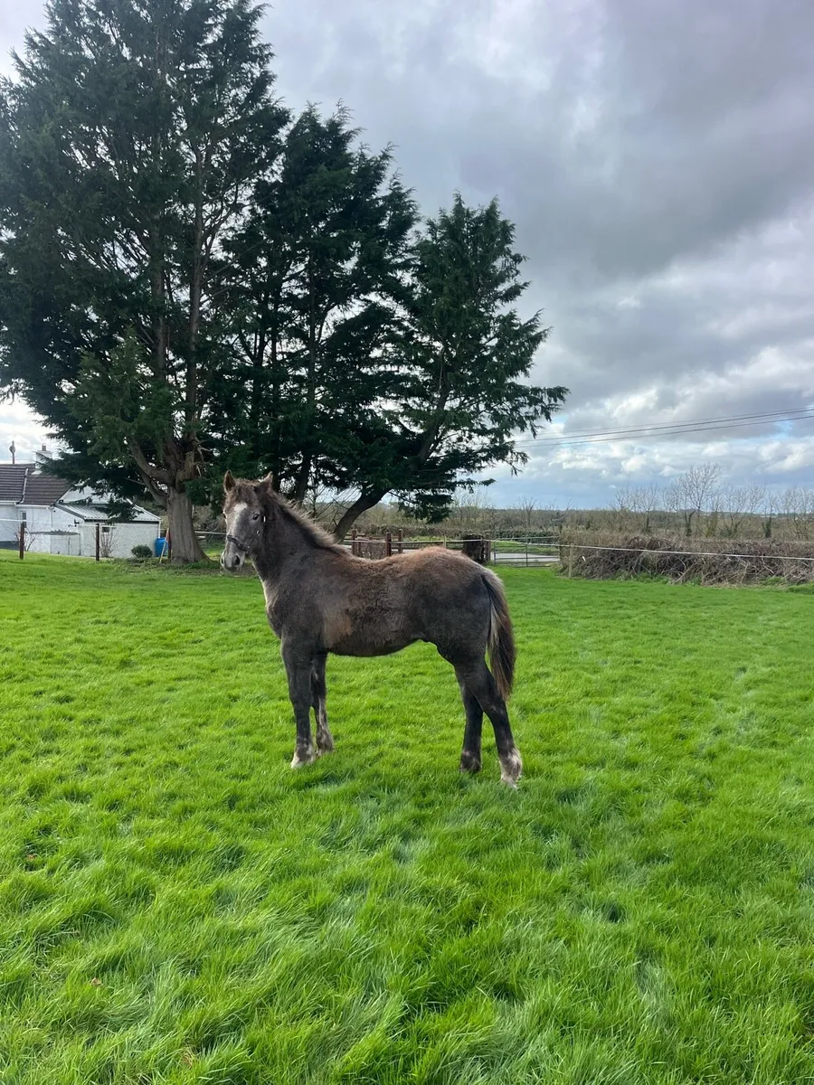 Irish draught gelding - Image 1
