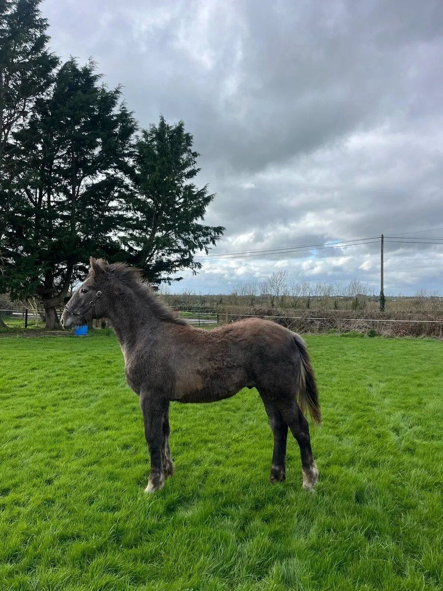 Irish draught gelding - Image 2