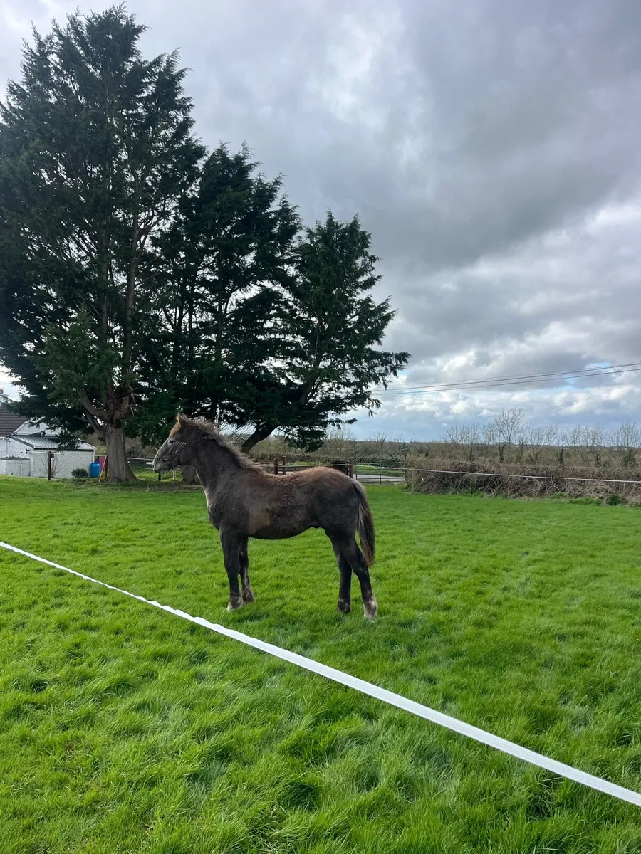 Irish draught gelding - Image 3