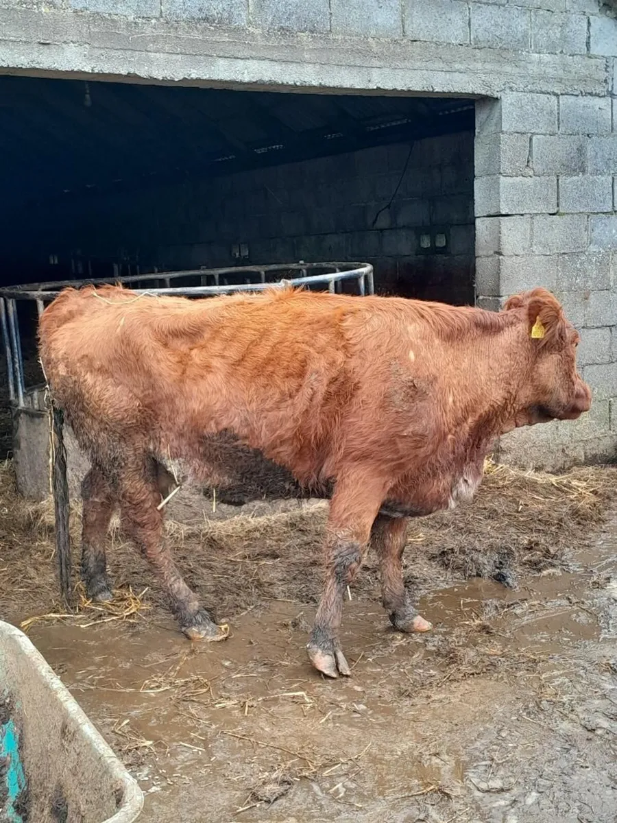 foster cow - Image 3